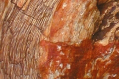 23. Petrified Wood