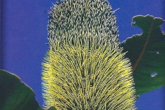 03. Banksia Robur