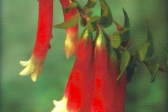 11. Bush Fuchsia