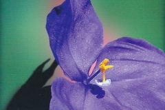 13. Bush Iris