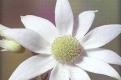 20. Flannel Flower