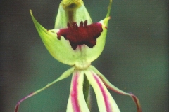 23. Green Spider Orchid