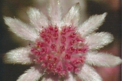 42. Pink Flannel Flower