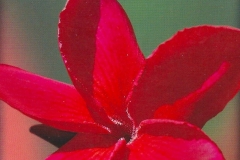 47. Red Suva Frangipani