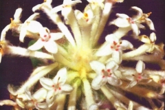 51. Slender Rice Flower