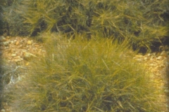 53. Spinifex